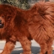 Tibetan mastiff: characteristics of the breed, the secrets of education and care