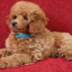 Toy poodles: color variations, keeping and feeding