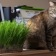 Grass for cats: what do they like and how to raise it?