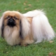 Pekingese care: diet, paddock, hygiene procedures