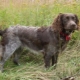Wachtelhund: breed characteristics and conditions for keeping dogs