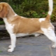 Beagle breed color variations