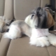 Shih Tzu Haircuts Options
