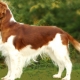 Welsh Springer Spaniel: breed description, care rules