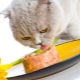 Premium wet cat foods: ingredients, brands, choices