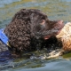 Water Spaniel: characteristics, types and subtleties of content