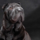 Everything you need to know about black sharpei