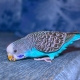 Everything you need to know about Blue Budgies