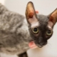 Everything you need to know about Cornish Rex cats