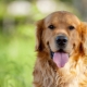 All you need to know about Golden Retrievers
