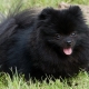All about black Pomeranian