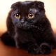All about black fold cats