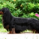 All About Longhair Dachshunds