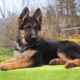 All about black sheep german shepherd dogs