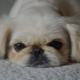 All about the Pekingese breed