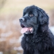 All about the Newfoundland dog breed