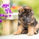 All about German Shepherd puppies at 3 months old