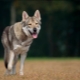 All About Sarlos Wolf Dogs