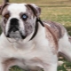 All about Alapakh purebred bulldogs