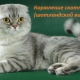 Choose food for Scottish fold cats