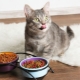 Choosing the best quality cat food