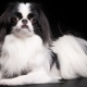 Japanese chin: description, character and cultivation