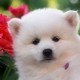 Japanese Spitz: breed description, color options and care rules
