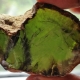 Green amber: what is it, properties, choice and care