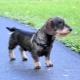 Wire-haired dachshunds: types, character and features of leaving