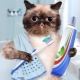 Cat Toothpaste: Types, Choices, and Usage Tips