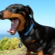 Dachshund's teeth: when do they change with a puppy and how to care for them?