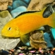 African cichlids: description, types, content and care