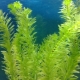 Elodea aquarium plant: how to maintain and care?