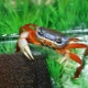 Aquarium crabs: species, feeding and keeping