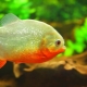 Aquarium piranha: types and contents