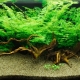 Aquarium fern: species, selection, maintenance and breeding