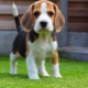 Alimentary puppy: what does it mean?