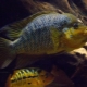 American cichlids: description and types, contents in the aquarium