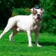 American Bulldog: breed description, character and content