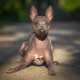 American Naked Terrier: features, content and feeding