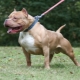 American pit bull terrier: description and content