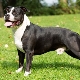 American Staffordshire Terrier: breed features and rearing