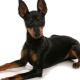 English Toy Terrier: breed description and dog care
