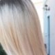 Arctic blond: features, paint brands, staining and care