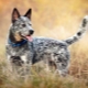 Australian Cattle Dogs: Breed History, Temperament, and Care Rules