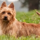 Australian terriers: description of the breeds and their contents
