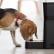 Automatic dog feeders: types and principle of operation