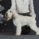 White Miniature Schnauzer: how does it look and how to care for it?