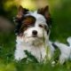 White Yorkshire Terrier: how it looks, how to choose a puppy and care for it?