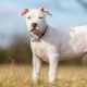 White Staffordshire Terrier: description and secrets of dog care